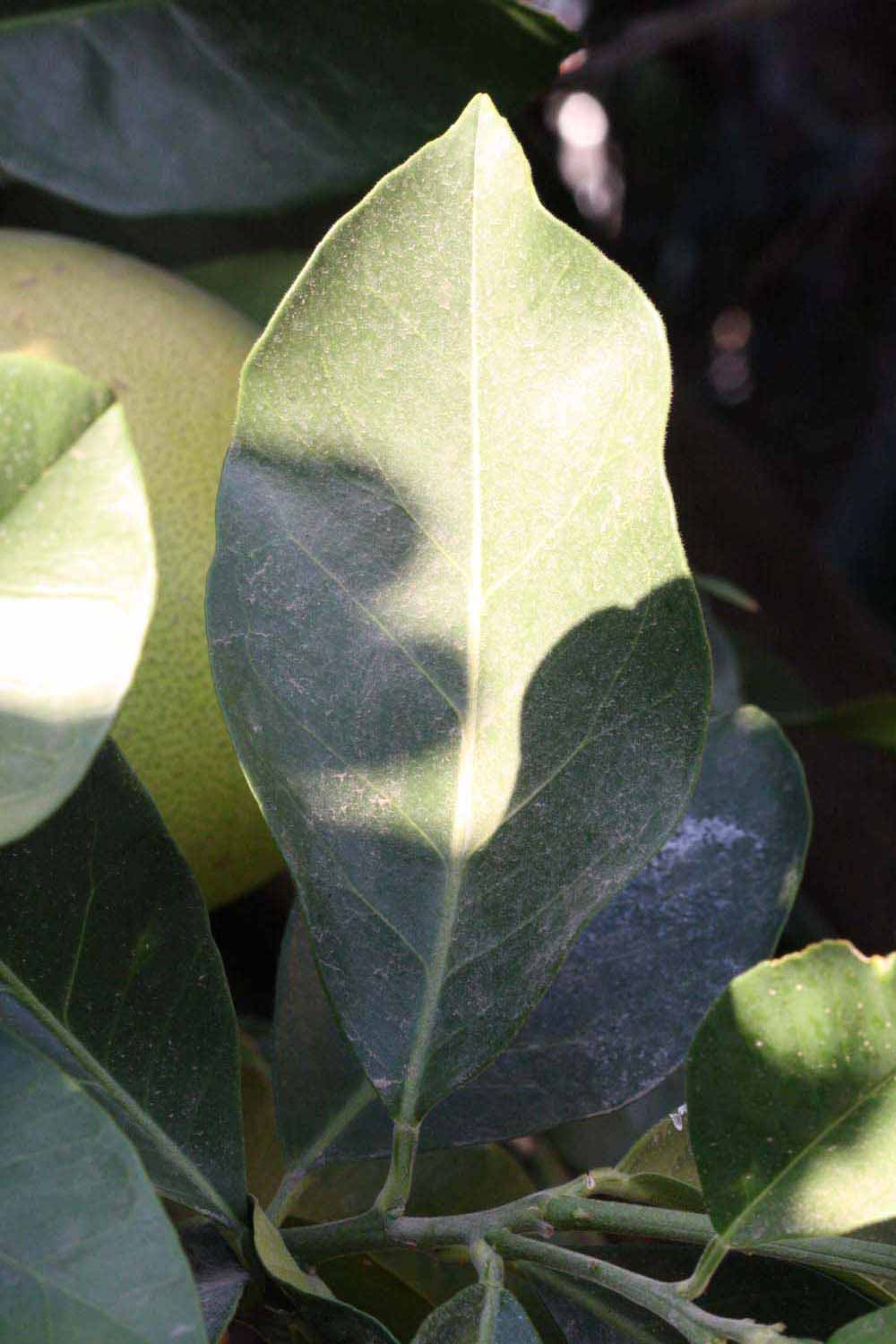              Unifoliolate leaf (Riverside, CA)       